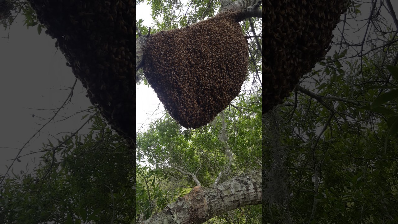 Bee Removal Orlando Florida.