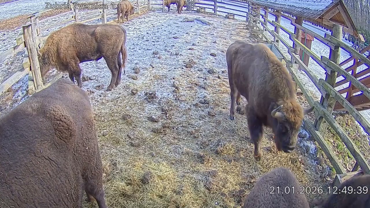 Zubria zvernica (cam212) 21.01.2026 o 12:51