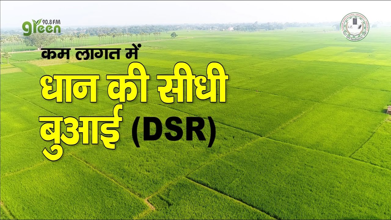 कम लागत में धान की सीधी बुआई || Direct Seeded Rice || DSR