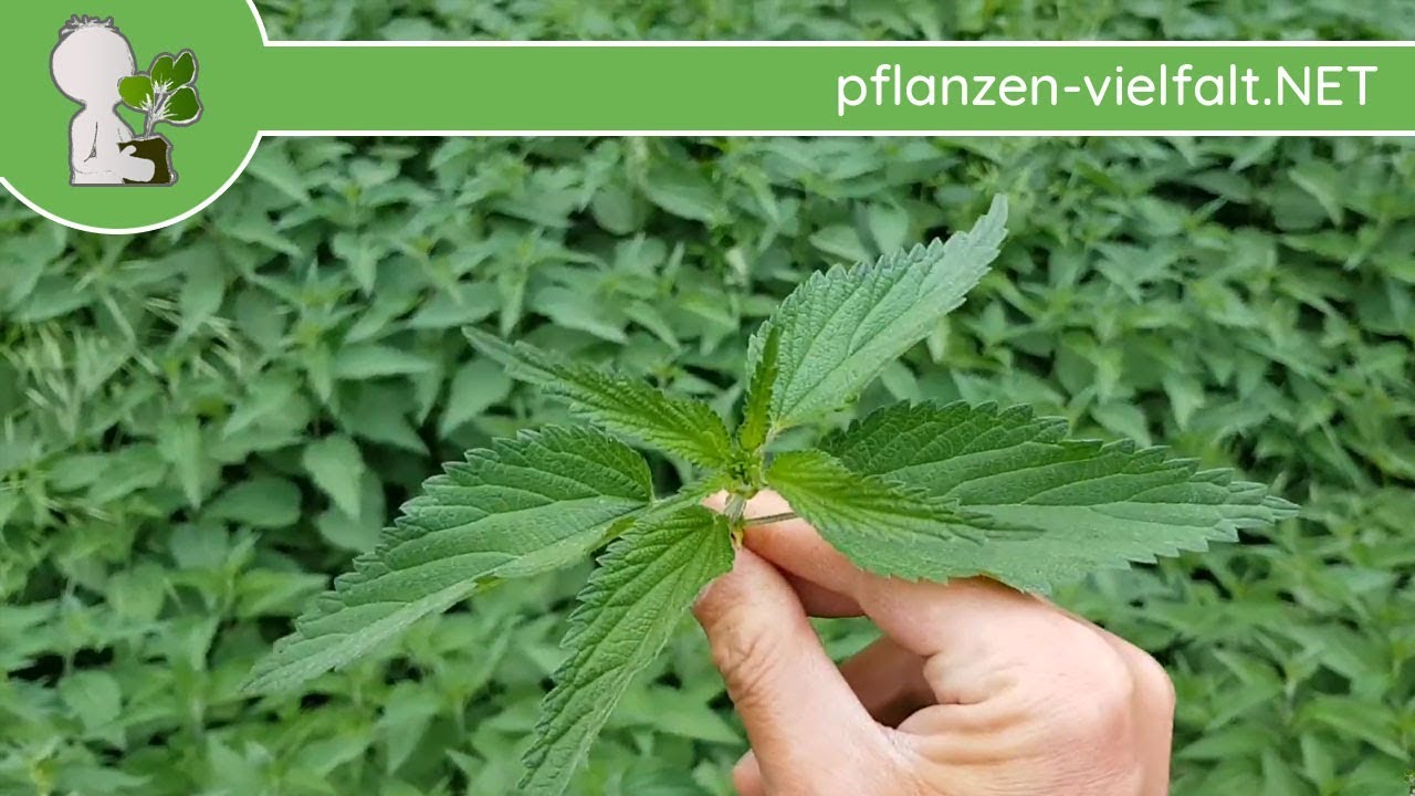 Gro&szlig;e Brennnessel - Pfl&uuml;ck- & Konservierungstipp -  10.05.18 (Urtica dioica)