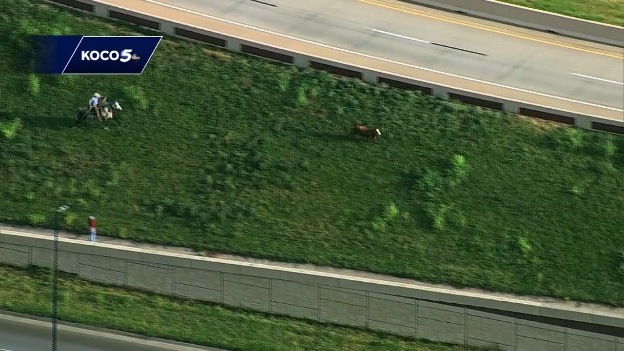 Cowboy wrangles cow on busy Oklahoma highway