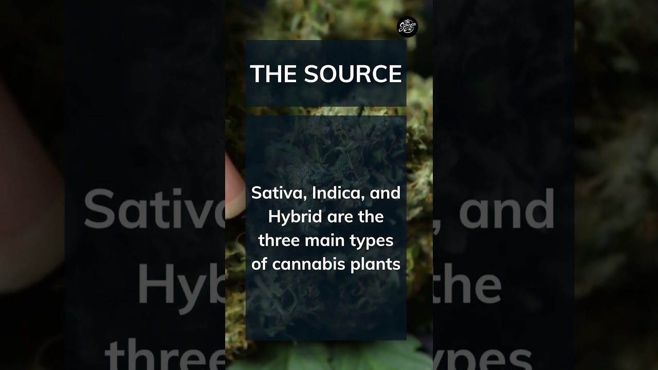 Understanding the Differences Between Sativa, Indica & Hybrid Cannabis Strains ☀️⛅️🌙