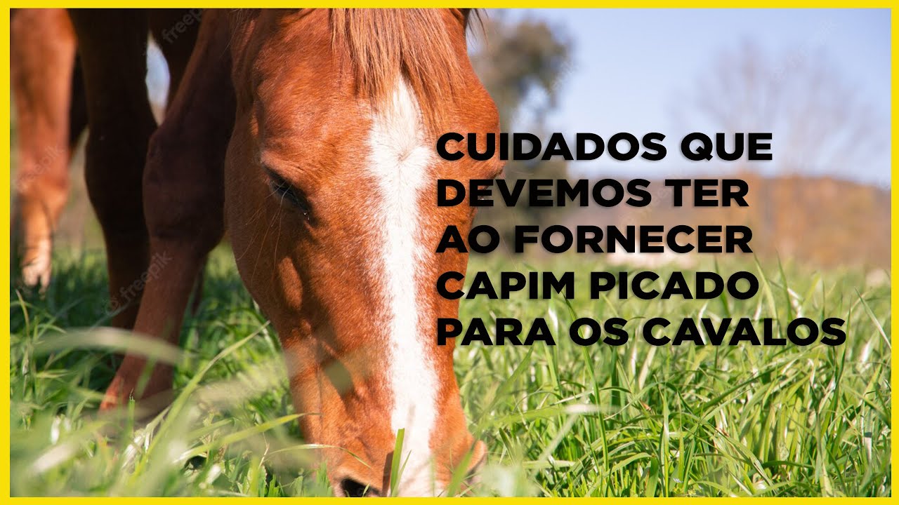 Cuidados que devemos ter ao fornecer capim picado para os cavalos