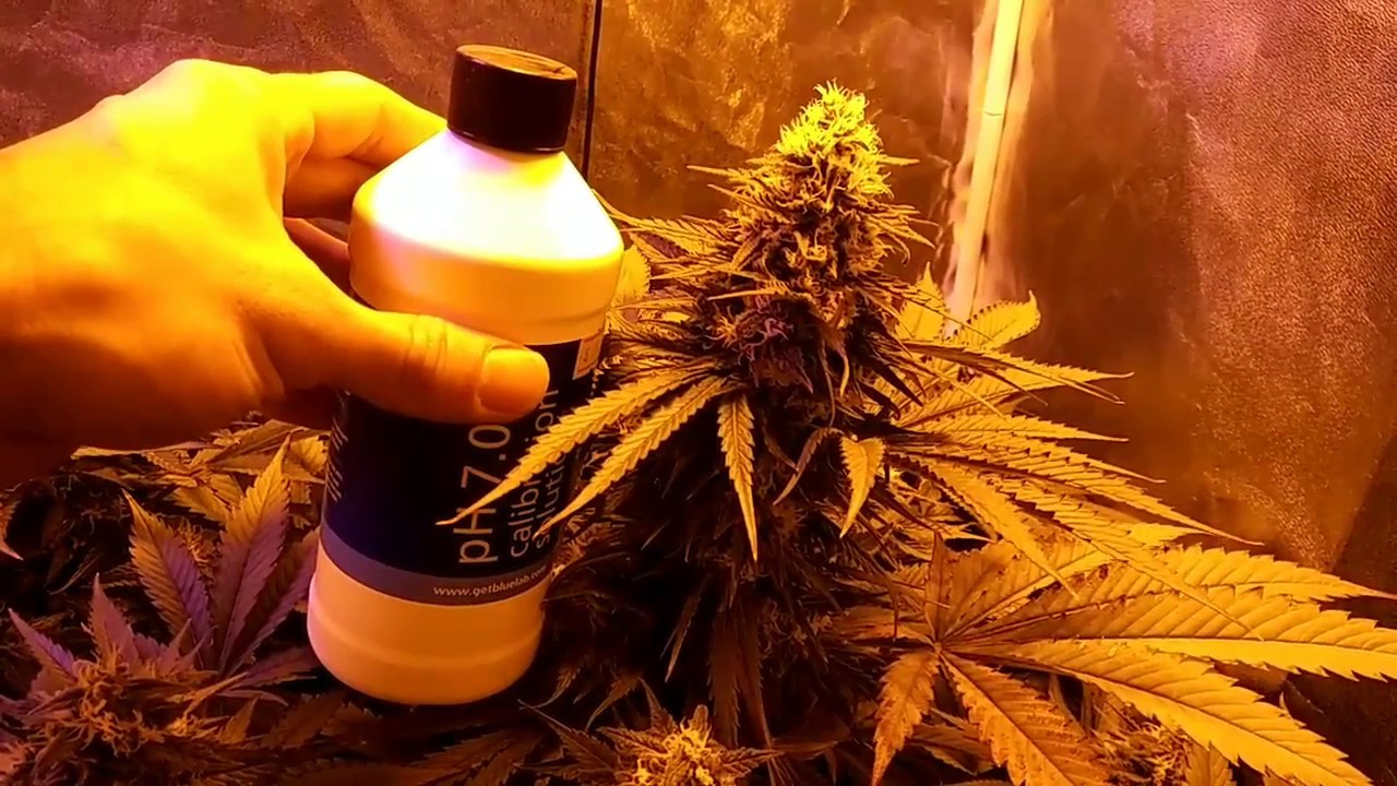 CLOSEUP bud shots on DWC / 7 week of Flower