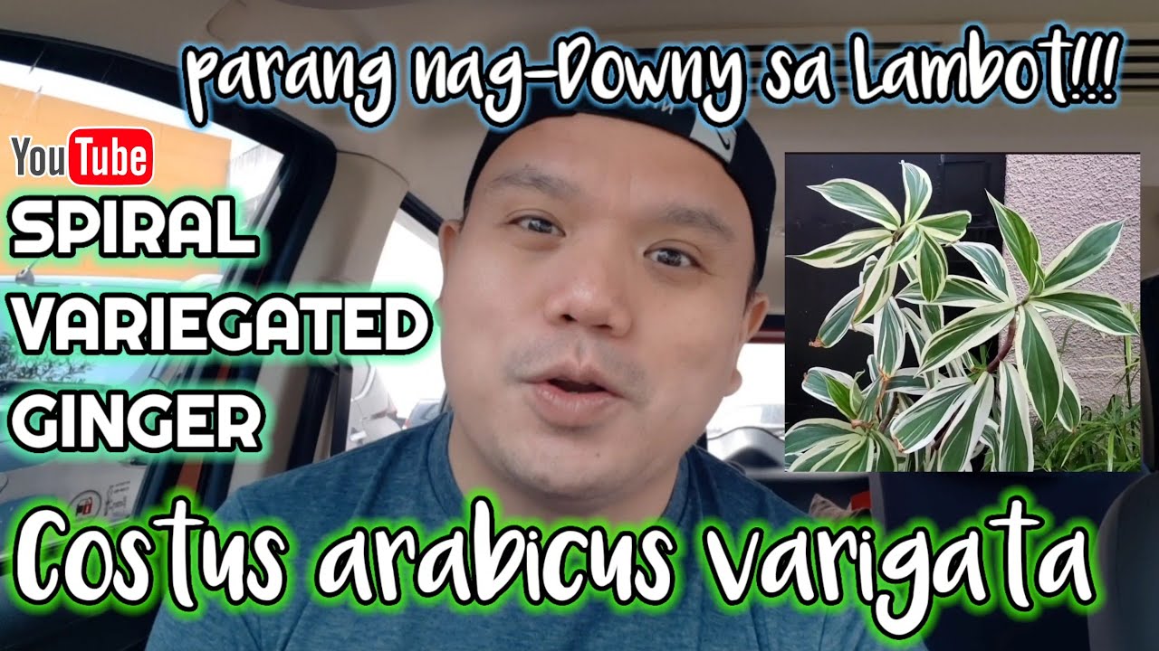 SPIRAL VARIEGATED GINGER || COSTUS ARABICUS VARIGATA | GARDENING | RICHARD CUA