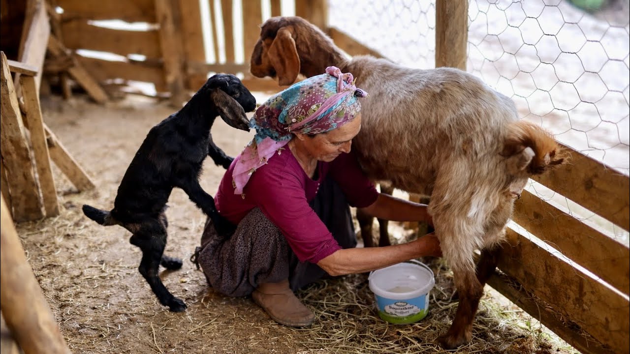 Bu Keçiler Kapış Kapış Gidiyor‼️ Kurbanlık & Süt Keçileri Satılık 