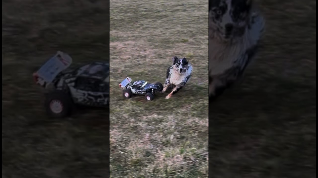 Dog gets hit by rc car  #rc #rccar #losi #3s #dog #crash #accident yep, that&rsquo;s me&hellip;
