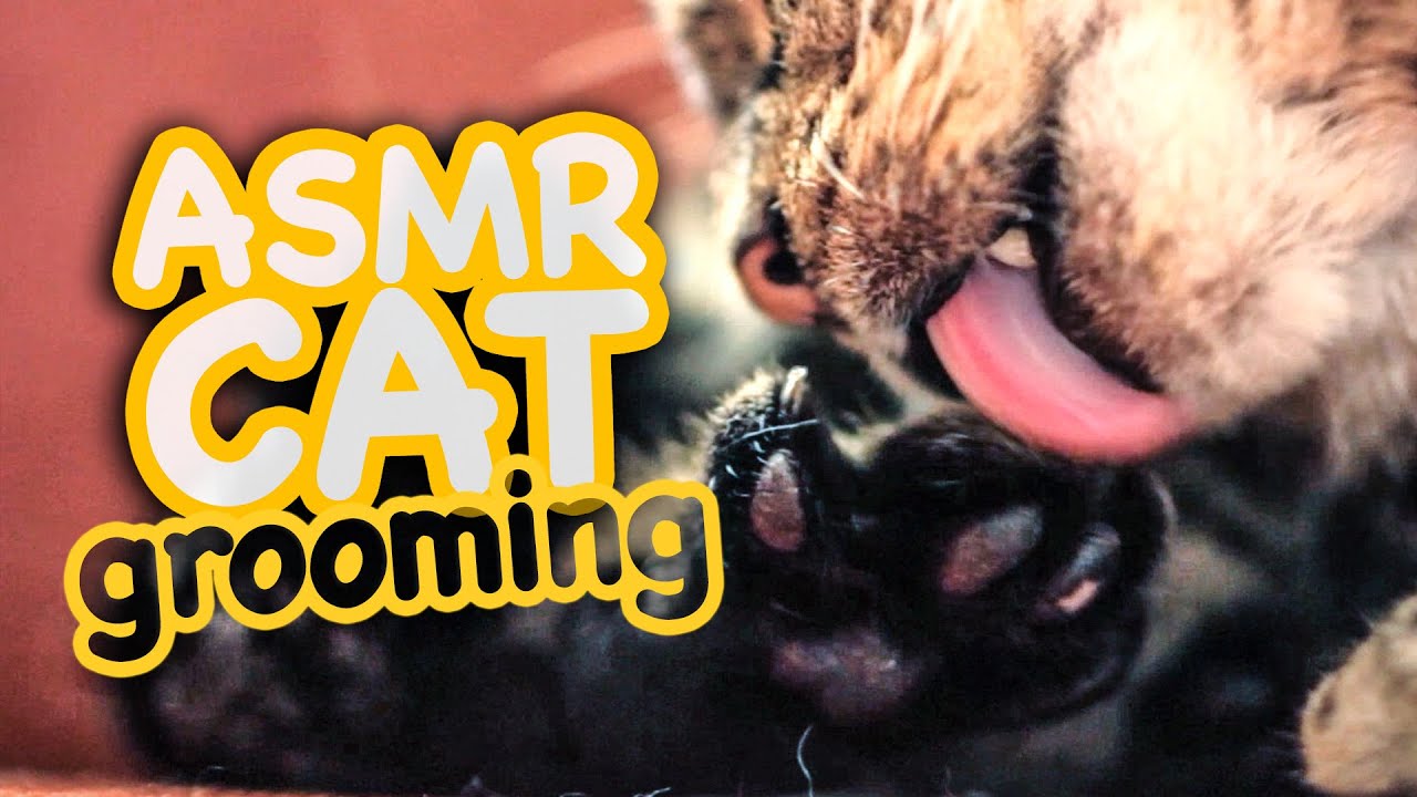 ASMR Cat - Grooming #42