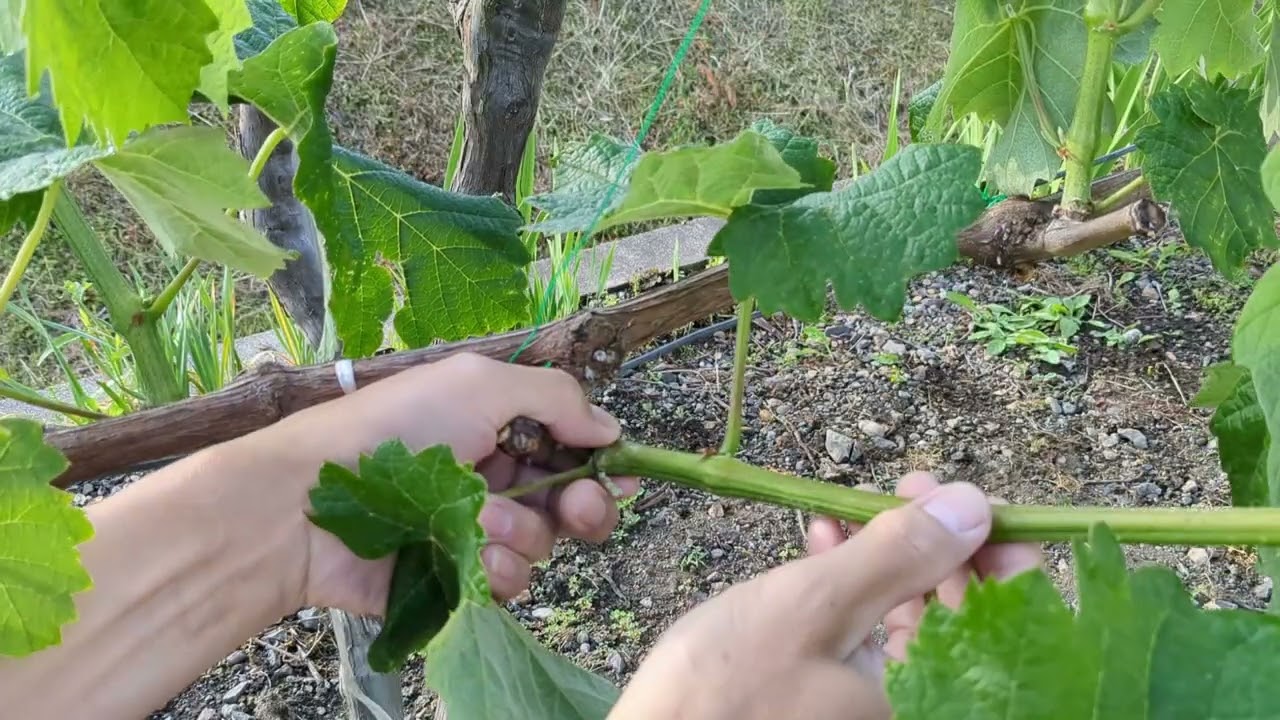 葡萄的捻枝