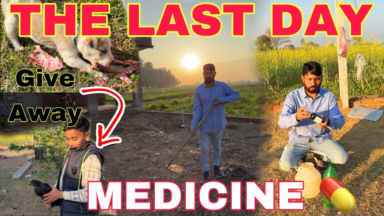 LAST DAY OF MEDICINE 💊 | Give Away 2 Hens weight Check | Mr Asad