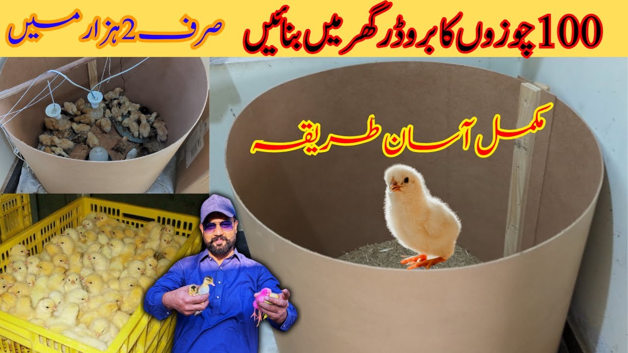 Chicks brooder banane ka tarika | Brooder kaise banaye | Home made Chicks Brooder | Chuzo ka Ghar