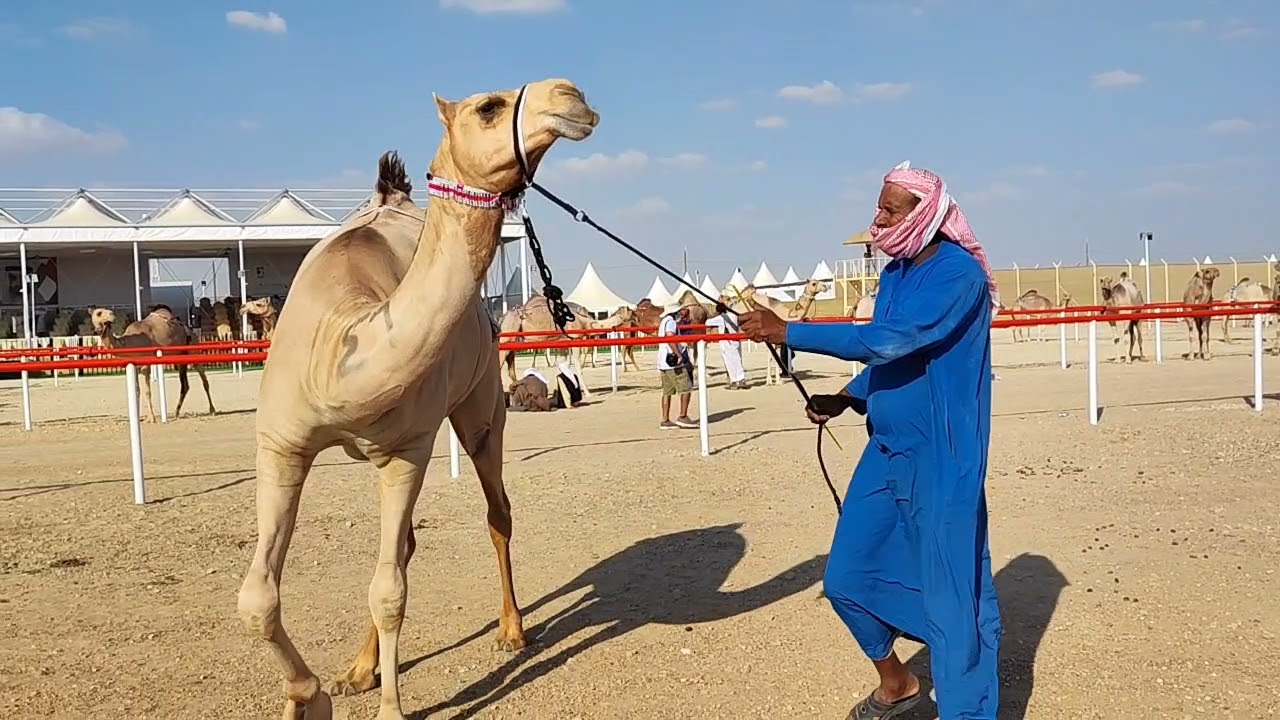 تعريف المطايا المشاركة لسن اللقايا في مزاينة رزين بمهرجان الظفرة 2021-2022اليوم الخامس#الظفرة_