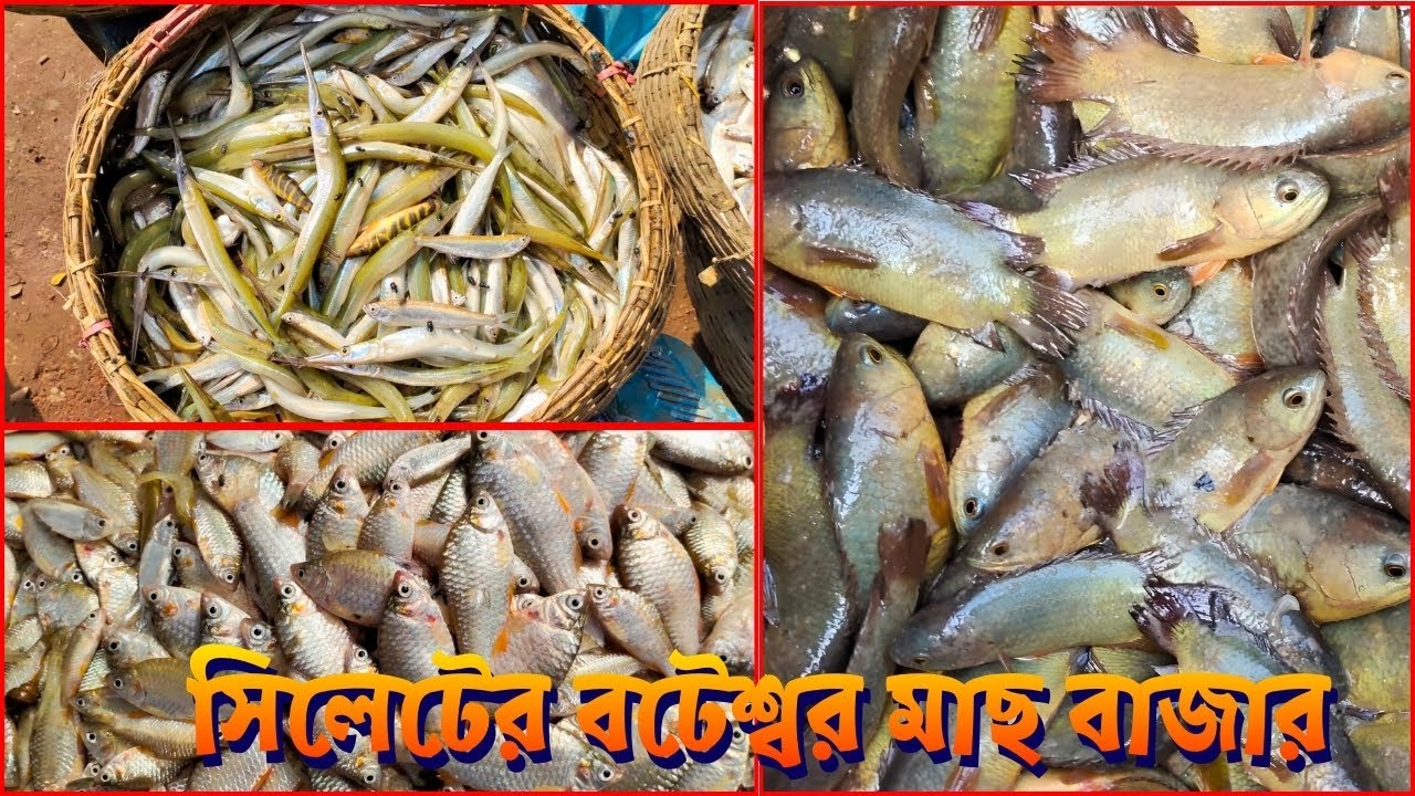 শীতের সকালে সিলেটের বটেশ্বর মাছ বাজারে জমজমাট বেচাকেনা | Bateshwar Bazar Sylhet