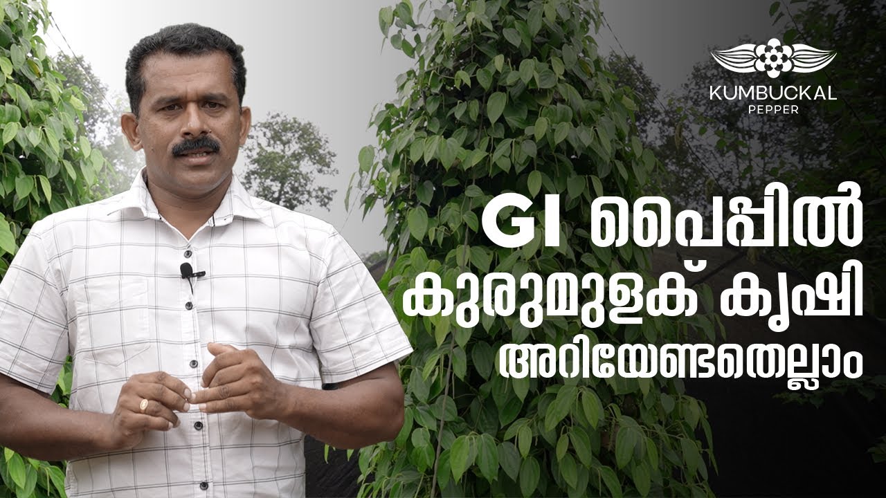 ഇരുമ്പ് പൈപ്പിൽ കുരുമുളക് വളർത്തുന്നവിധം, പൂർണ്ണരൂപം | How to grow black pepper in Gi Pipe | DIY