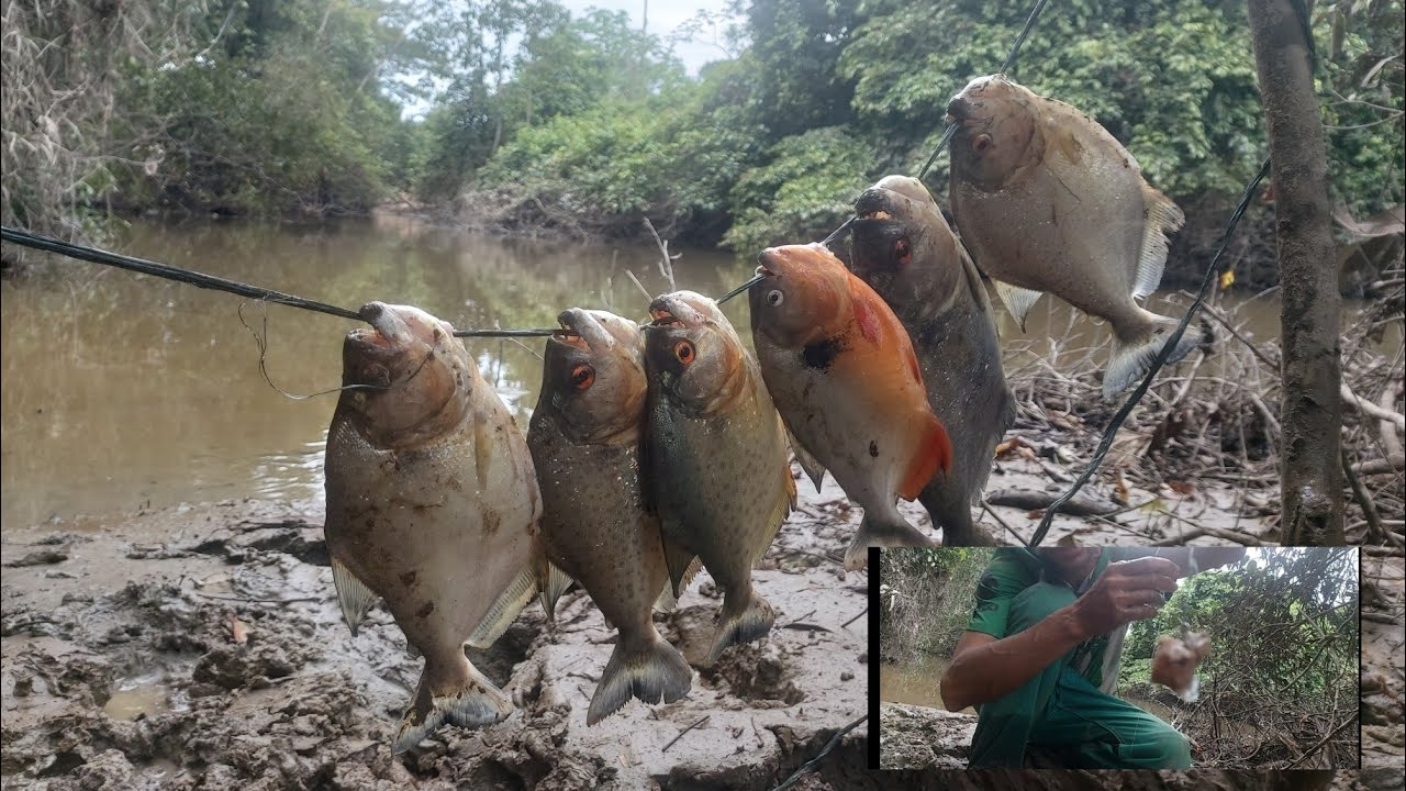 carnada especial para sacar caribes o pirañas pesca de bagre con atarraya