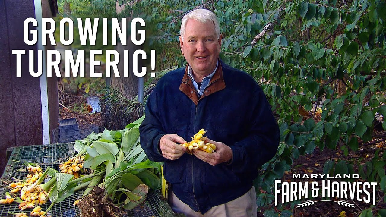 Growing Turmeric in a Greenhouse  |  MD F&H