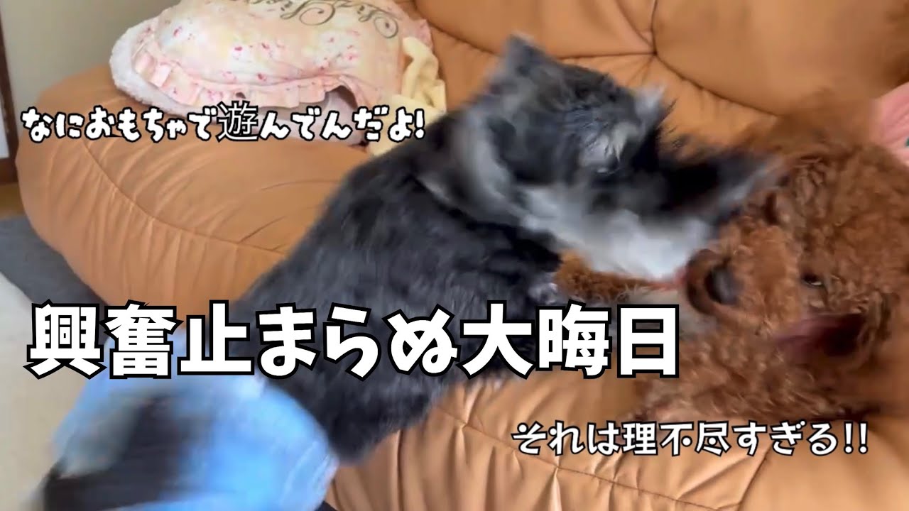 大晦日にテンション崩壊しました…