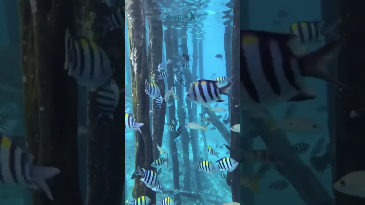 Clearwater Snorkeling under the bridge