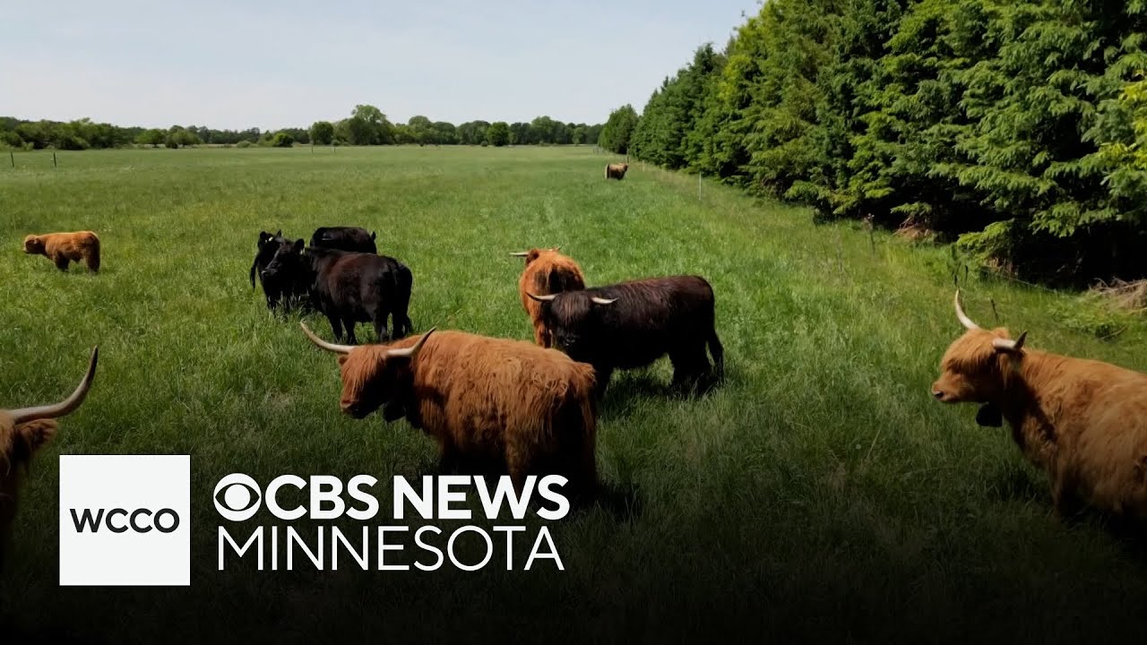 Small farms feeling big impact from high beef prices