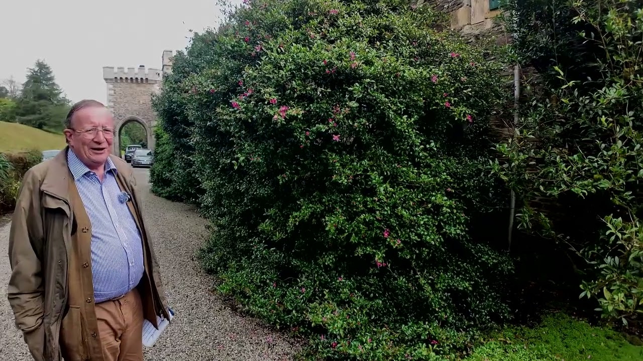ICS Awards - Camellia sasanqua at Caerhays