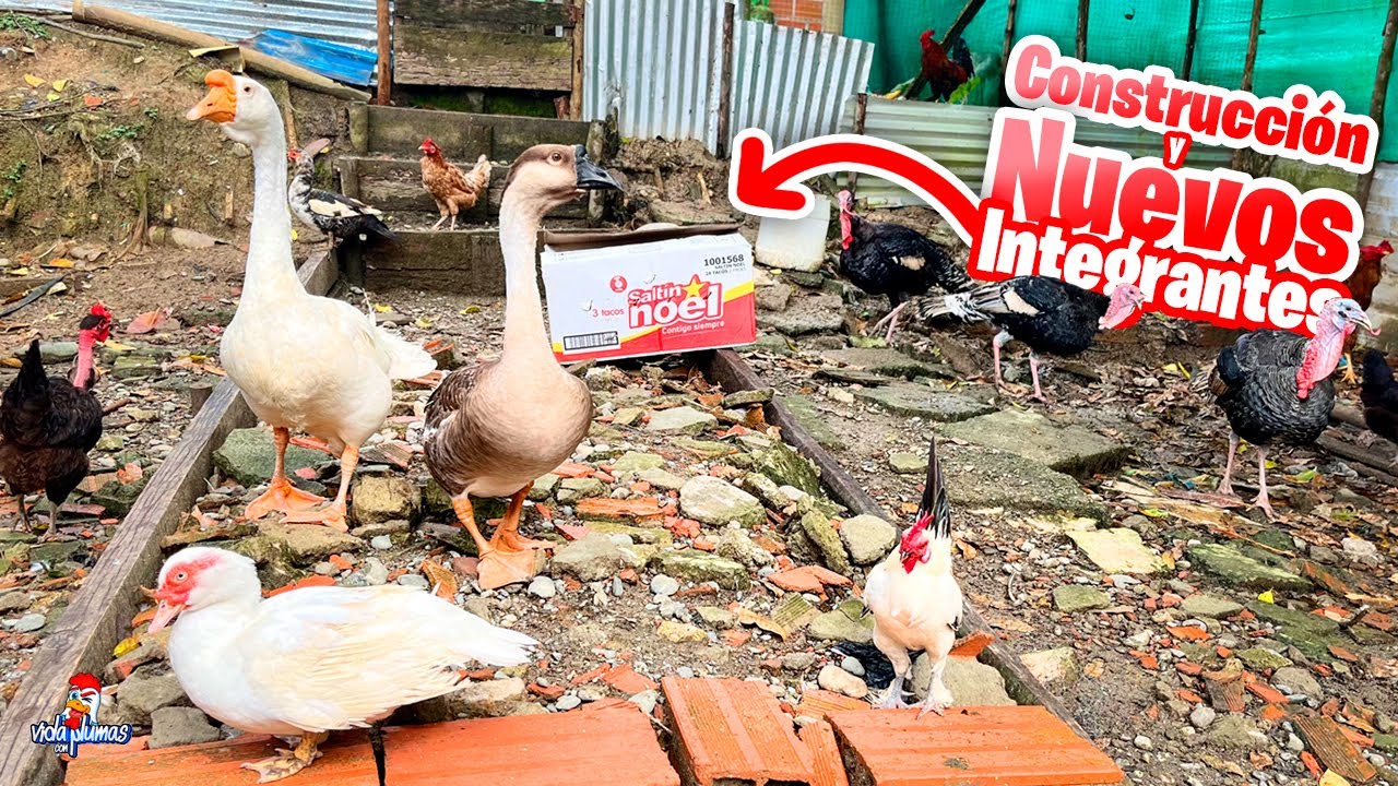 Ampliando el Gallinero y llegaron Muchos Integrantes Nuevos 😱
