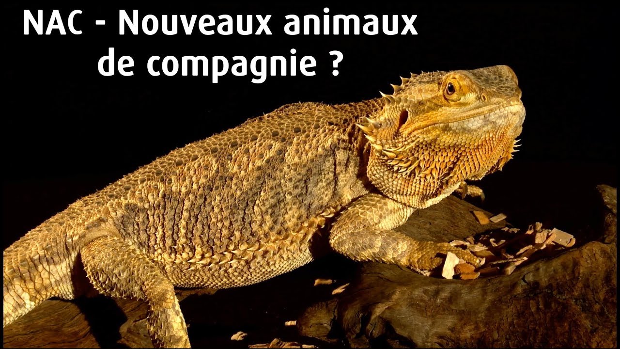 NAC : nouveaux animaux de compagnie ? - reportage à La Ferme Tropicale