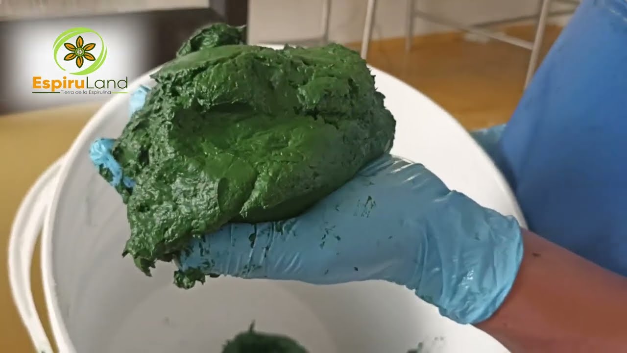 ¿Cómo cultivar la espirulina? l Granja Integral Mamá Lombriz