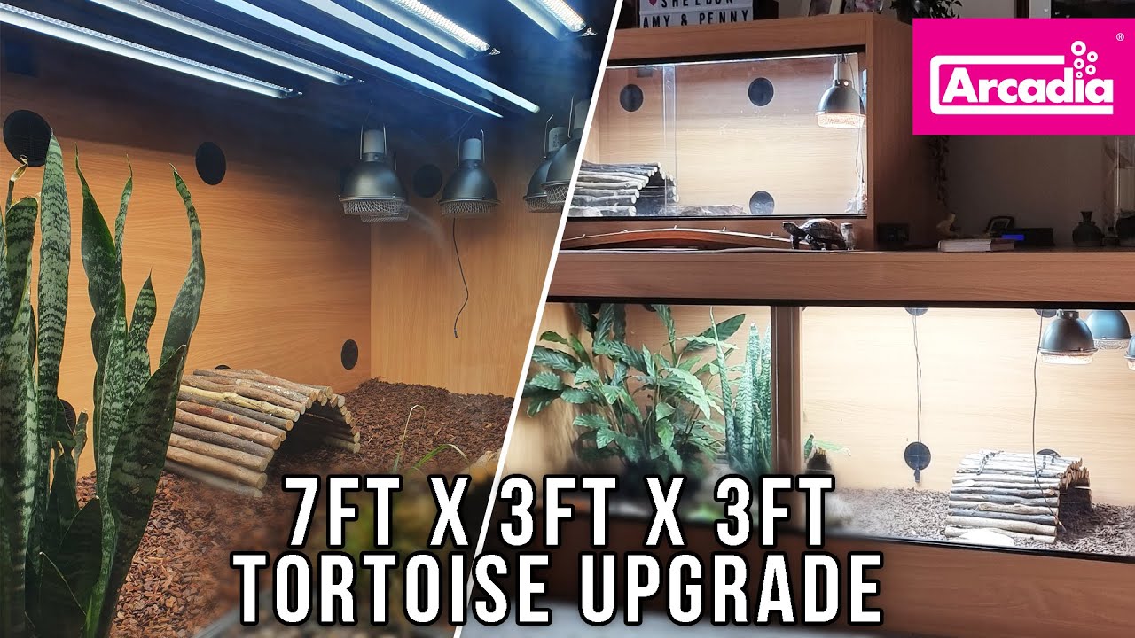 Indian Star Tortoise, Massive NEW Build, Arcadia Lighting Bundle, | The Story So Far...