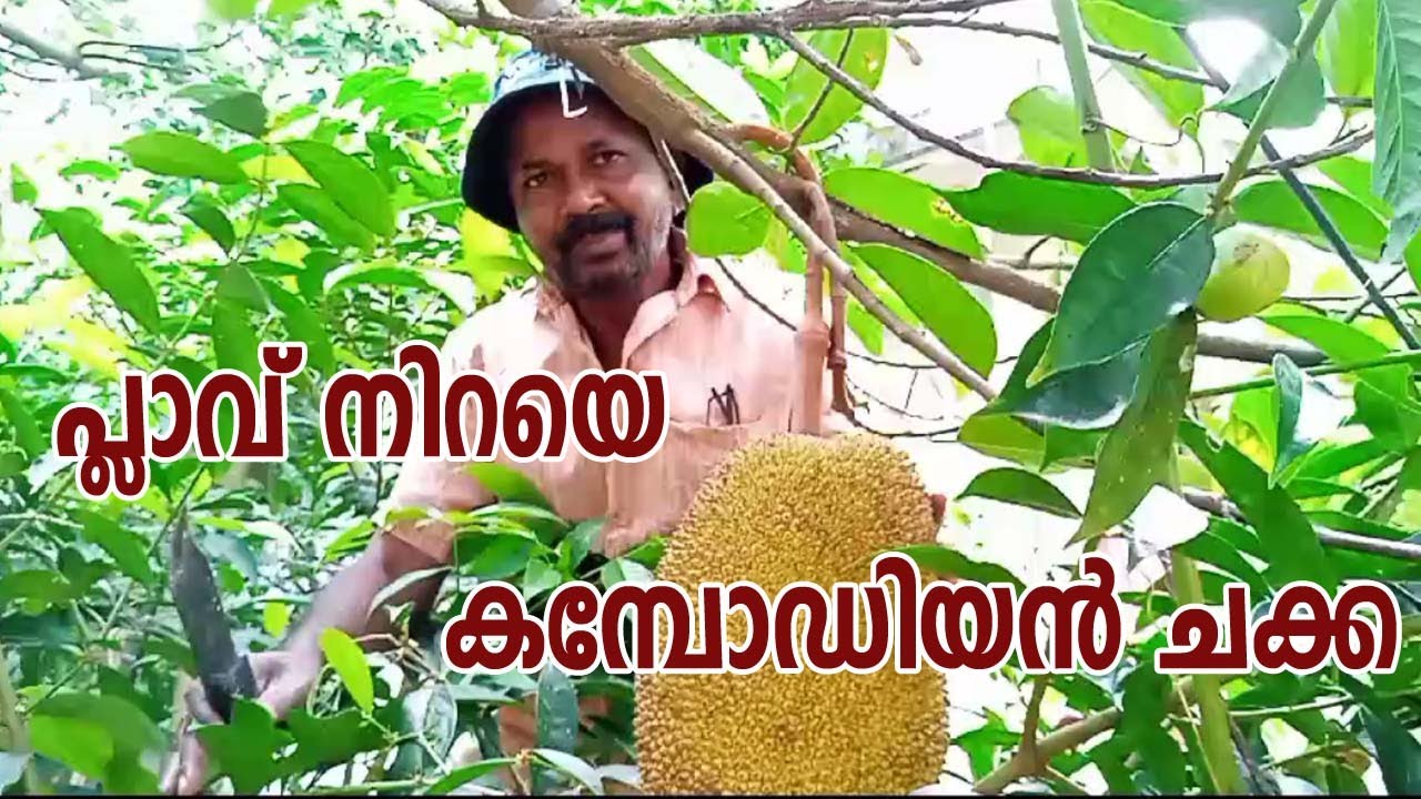 പ്ലാവ് നിറയെ കമ്പോഡിയൻ ചക്ക/Cambodian Orange Jack