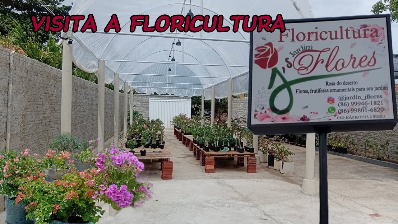 VISITA A FLORICULTURA JFLORES EM PIRIPIRI-PI#plantas  