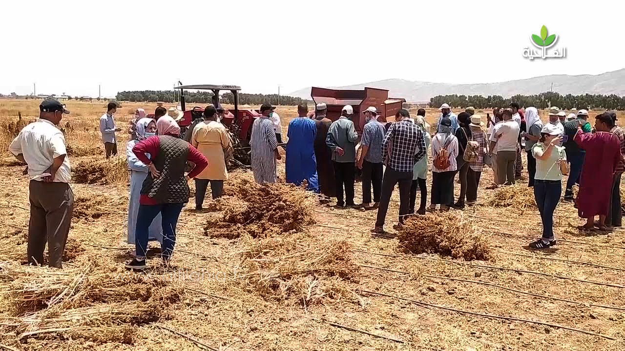 لأول مرة بسوس.. زراعة الكينوا تدخل ضمن الزراعات البديلة بإشراف من المكتب الوطني للإستشارة الفلاحية