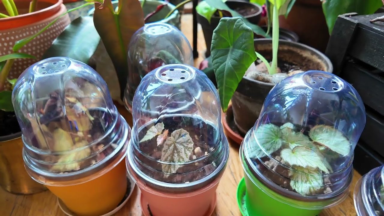 The Brutal Truth About my First 6 Months Owning Begonia, Many R.I.P s lol 