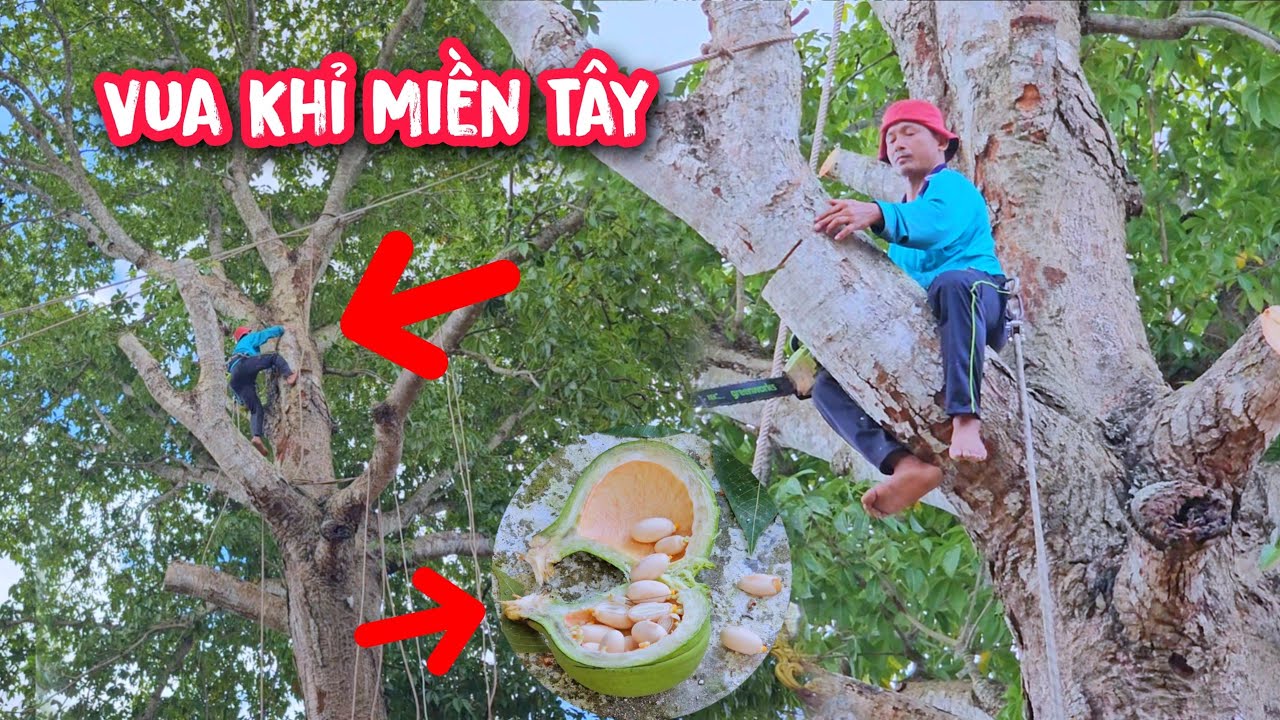 Vua Khỉ cưa hạ gốc cây Mủ Trôm khủng trên 100 năm tuổi và món ăn độc lạ từ cây Mủ Trôm (Phần 1/4)...