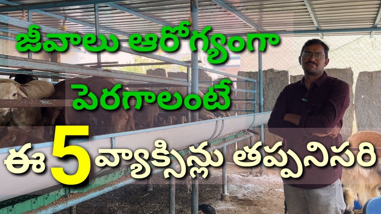 జీవాలలో వ్యాధులు రాకుండా వేసుకోవలసిన వ్యాక్సిన్లు | Sheep Farming | Vaccination For Sheep and Goats
