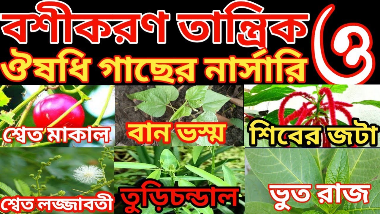 আয়ুর্বেদিক, ঔষধি ও তান্ত্রিক  তন্ত্র মন্ত্র জগতের গাছ-গাছড়ার নার্সারি।। শিবেরজটা, বানভস্ম গাছ।