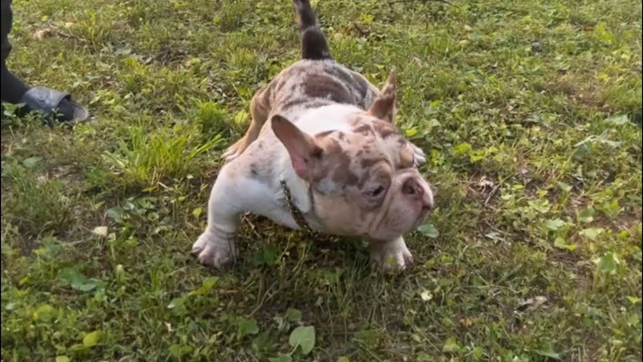 How to make $100k in 2 months off of breeding dogs. Life of Dglory and Honeycomb