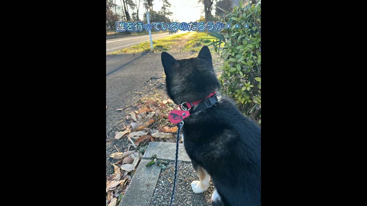 日常の朝散歩