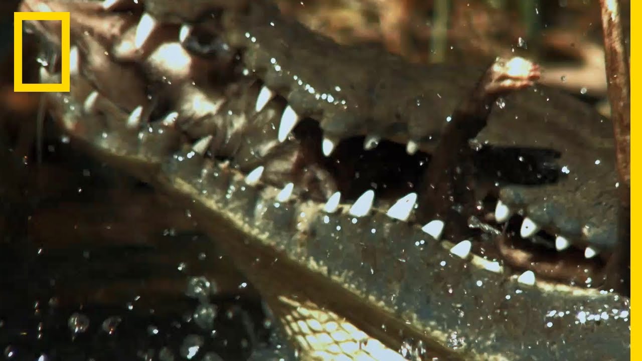 Les crocodiles ne se nourrissent pas par faim | PLANÈTE REPTILES