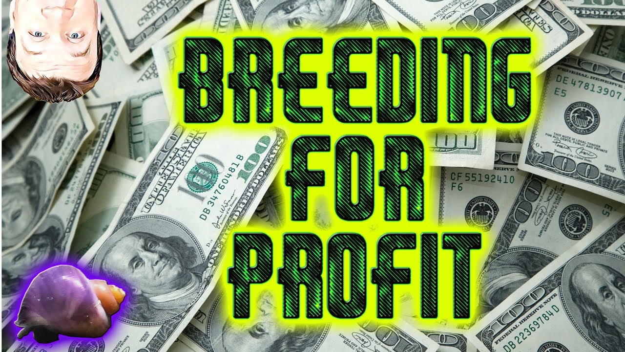 Как продать обновление Breeding for Profit за 1000 долларов в месяц