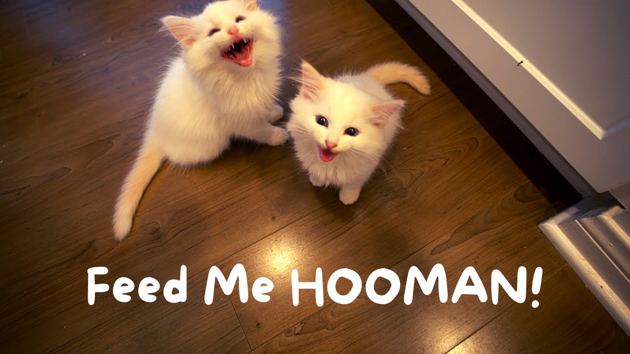 Noisy Kittens Want Food | The Cat Butler