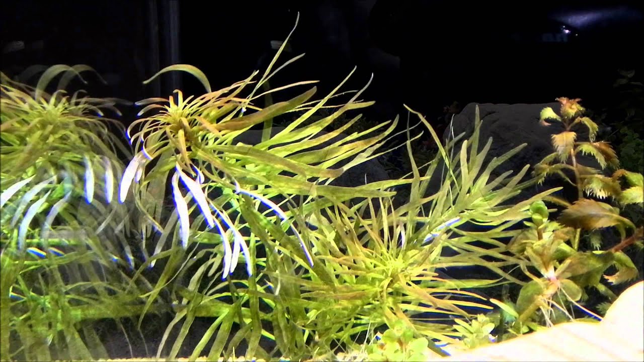 Acvariu 300 litri (120x50x50 cm) ,,Oland-scape,, - 5 zile de la setup - sep.2011