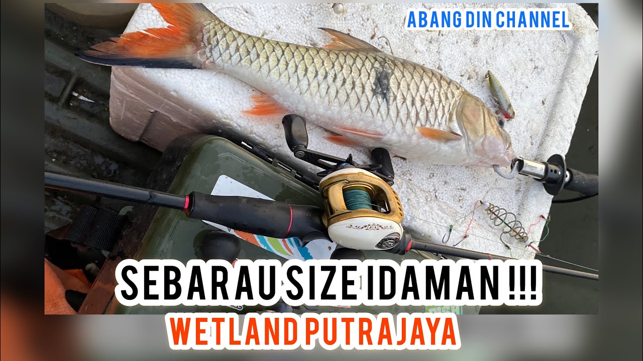 Misi mencari Hampala aka Sebarau Di Wetland Putrajaya