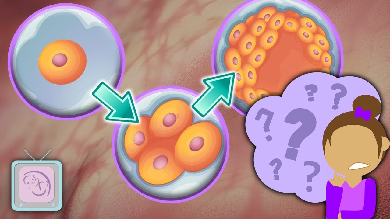 IVF Expert Answers: Why aren't my embryos developing?