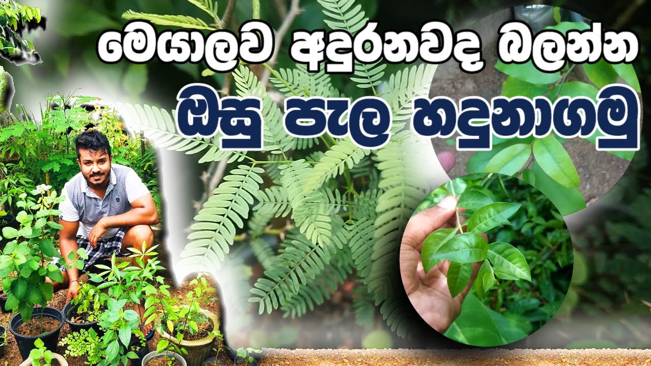 අපි නොදන්නා ඔසු | ඔසු පැල හදුනාගමු | Osu Pela | Medical Plants