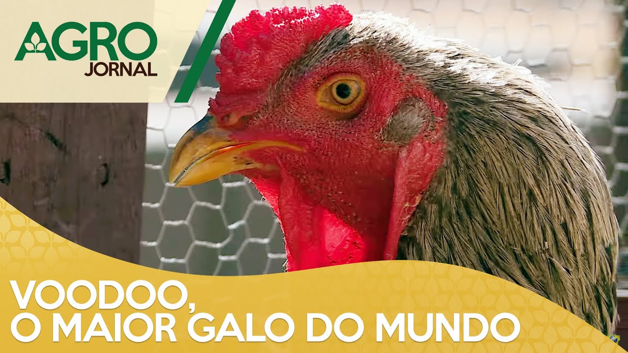 Voodoo, o maior galo do mundo | AgroJornal