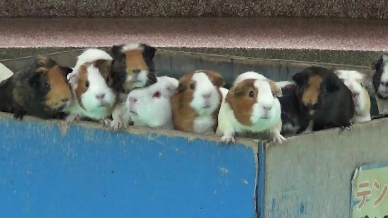 モルモットのお帰り橋❤　Cute guinea pigs cross a bridge  【Cute animal videos】【智光山公園こども動物園】