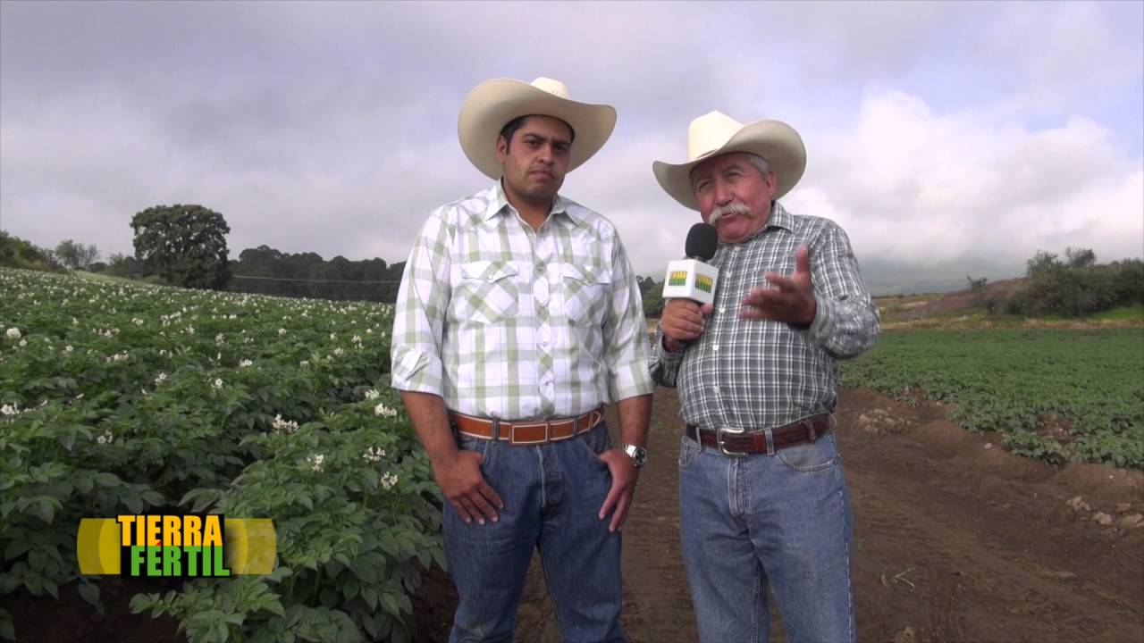 TIERRA FERTIL, Producción de papa y aguacate (10. 09. 16)