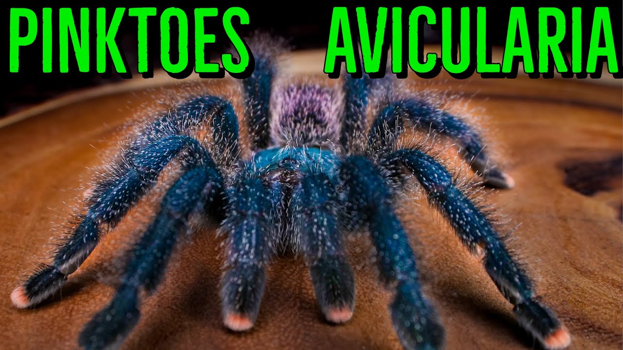 Avicularia Communals & Pinktoe Tarantula Care YOU Should Know