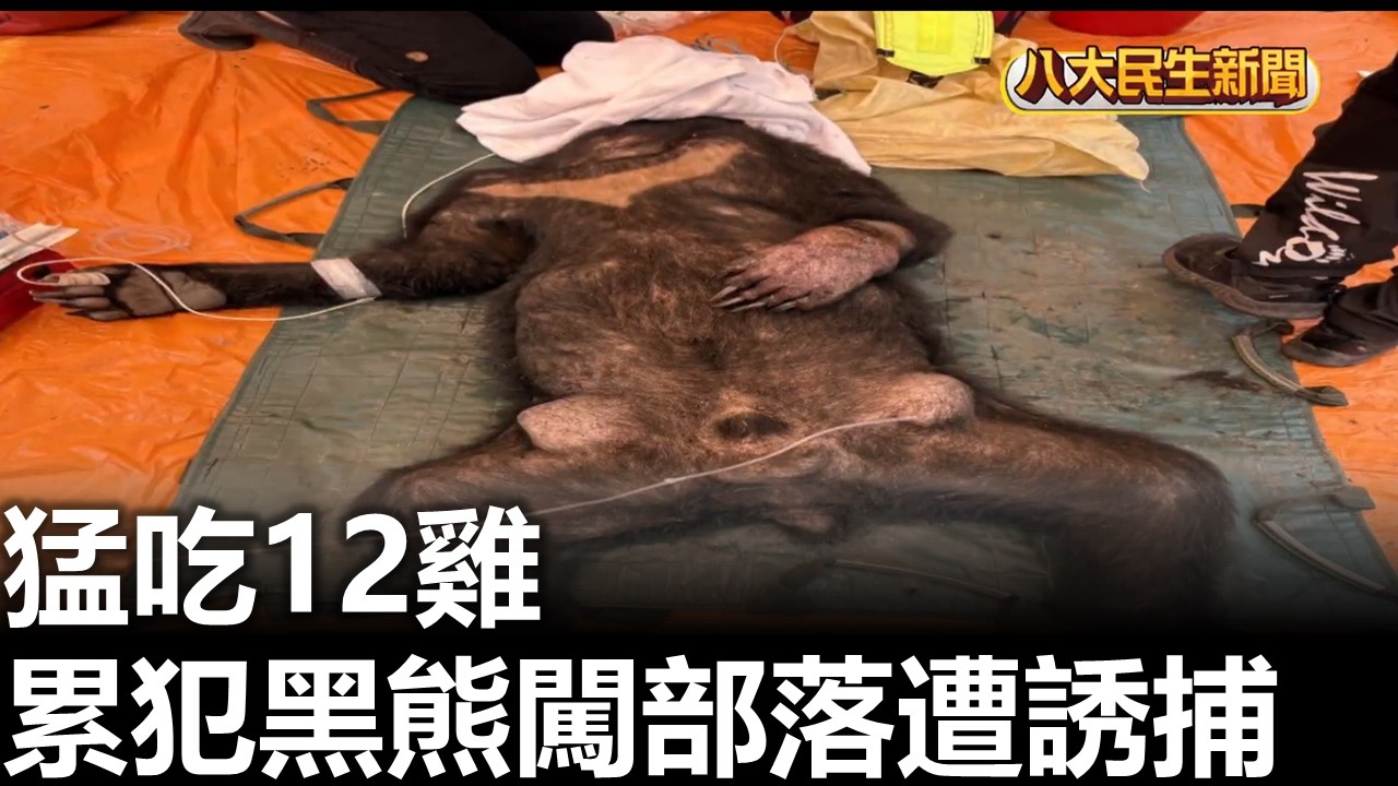 猛吃12雞 累犯黑熊闖部落遭誘捕  2026031102