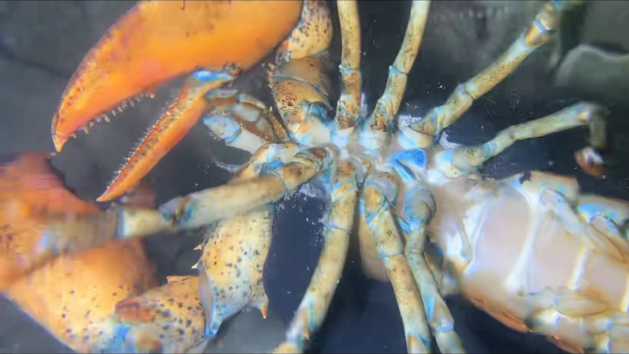 Diving under the sea to catch eels, crabs and sea cucumbers | Part 172-1